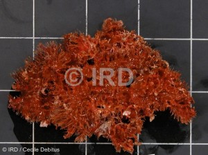 Dendrilla sp - (4907) - Tuamotu - Rangiroa