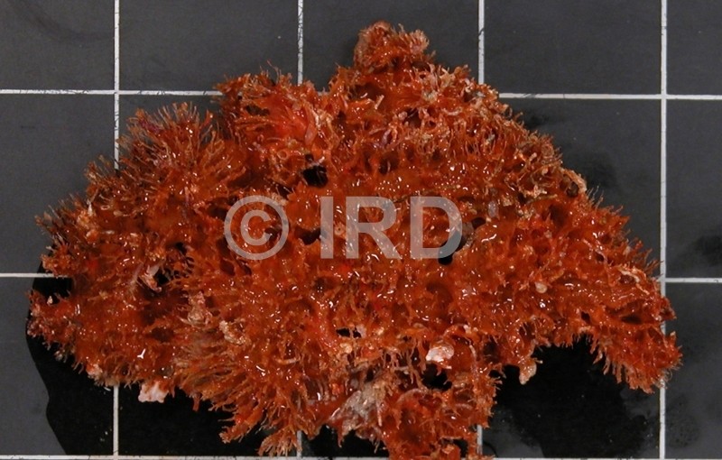 Dendrilla sp - (4907) - Tuamotu - Rangiroa