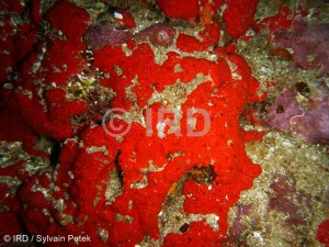 Diplastrella sp - (4333) - Marquises - Ua Pou