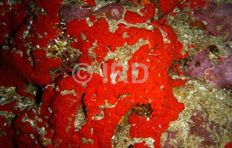 Diplastrella sp - (4333) - Marquises - Ua Pou