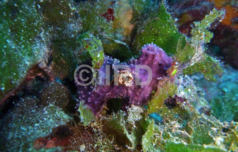 Dysidea arenaria - (940) - Societe - Bora Bora