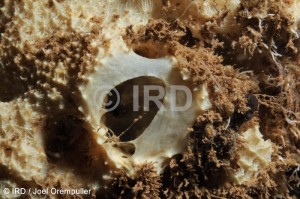 Dysidea sp - (1214) - Societe - Raiatea