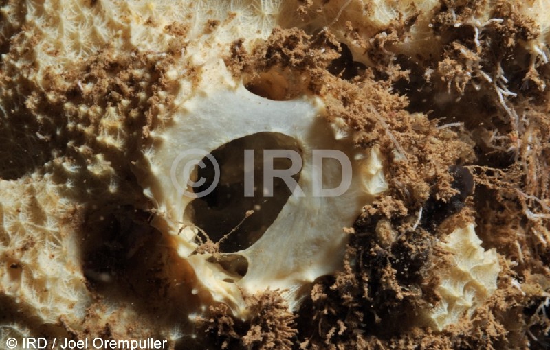 Dysidea sp - (1214) - Societe - Raiatea