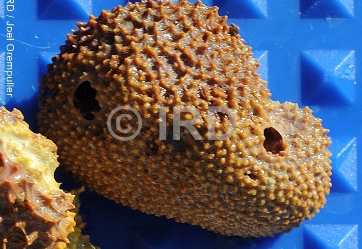 Dysidea frondosa - (1501) - Societe - Tahaa