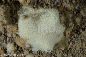 Dysidea sp - (1584) - Societe - Tahiti