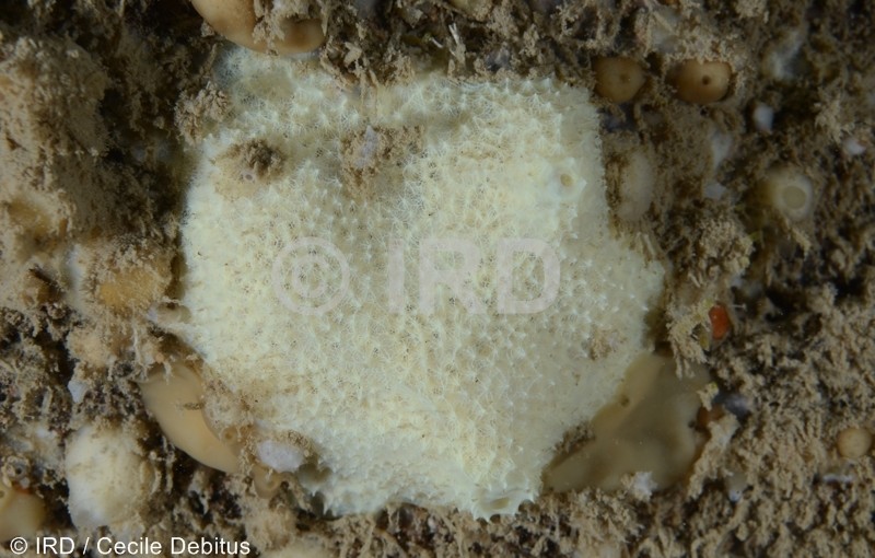 Dysidea sp - (1584) - Societe - Tahiti