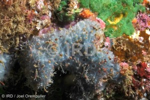 Dysidea sp - (2102) - Marquises - Nuku Hiva