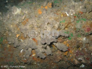 Dysidea sp (2328) - Societe - Tahiti