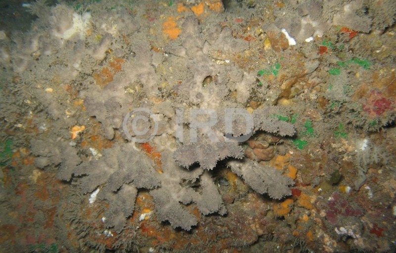 Dysidea sp (2328) - Societe - Tahiti