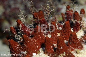 Dysidea sp (2669) - Tuamotu - Rangiroa