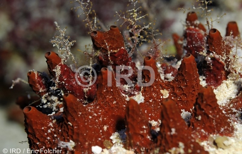 Dysidea sp (2669) - Tuamotu - Rangiroa