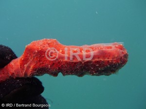 Dysidea sp (2975) - Tuamotu - Hao