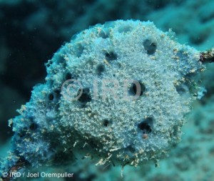 Dysidea sp (4759) - Societe - Raiatea