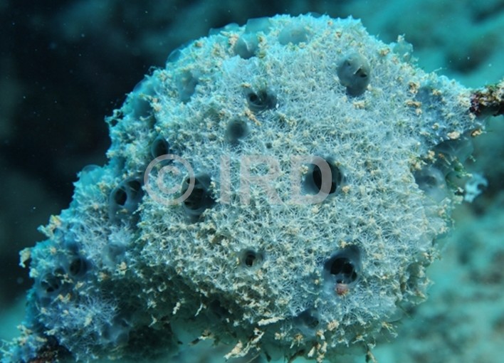 Dysidea sp (4759) - Societe - Raiatea