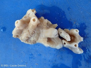 Dysidea sp - (4847) - Gambier