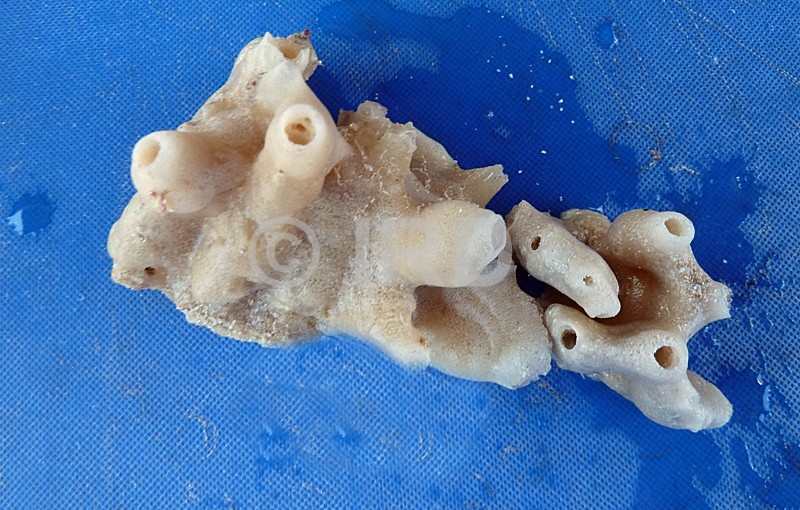 Dysidea sp - (4847) - Gambier