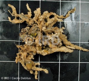 Dysidea sp (4866) - Societe - Tahiti