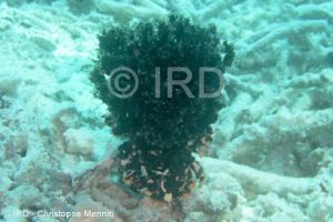 Echinodictyum asperum - (0133) - Gambier