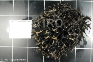 Echinodictyum sp - (4862) - Australes - Rapa