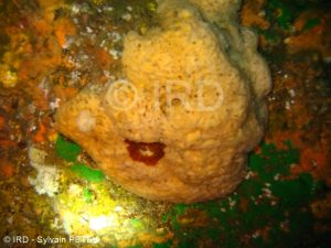 Epipolasis sp (452) - Marquises - Nuku Hiva