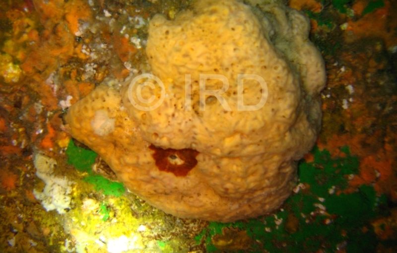 Epipolasis sp (452) - Marquises - Nuku Hiva