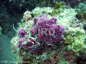 Euryspongia delicatula - Tuamotu - Hao