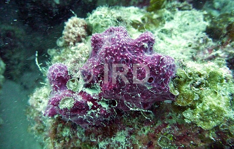 Euryspongia delicatula - Tuamotu - Hao