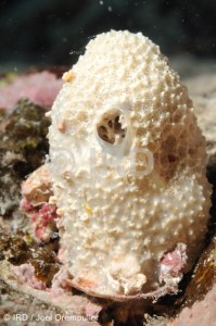 Euryspongia sp (4409) - Societe - Huahine