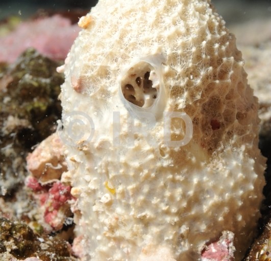 Euryspongia sp (4409) - Societe - Huahine