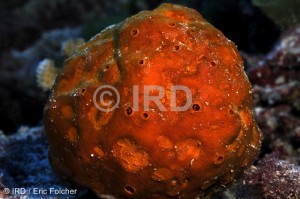 Fascaplysinopsis sp (4906) - Tuamotu - Rangiroa