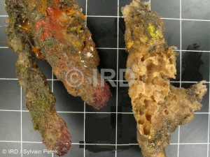 Fasciospongia sp (4703) - Marquises - Nuku Hiva