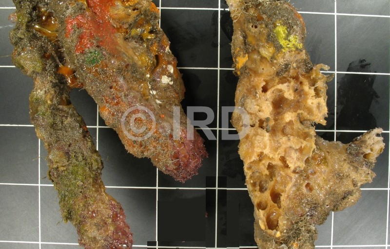 Fasciospongia sp (4703) - Marquises - Nuku Hiva