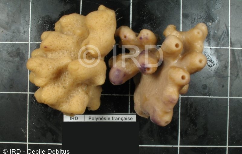 Gastrophanella sp - Societe - Tahiti