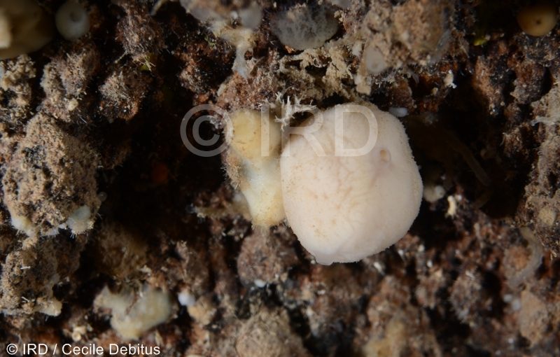 Halichondria (halichondria) sp (1852) - Societe - Tahiti