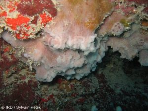 Halichondria Halichondria sp (4804) - Societe - Tahiti