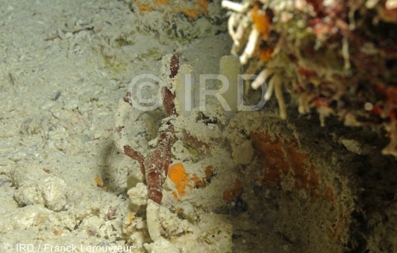 Halichondria (halichondria) sp (4720) - Tuamotu - Raroia