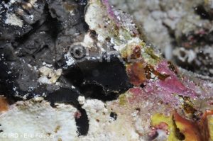 Halichondria sp - (4903) - Australes - Tubuai