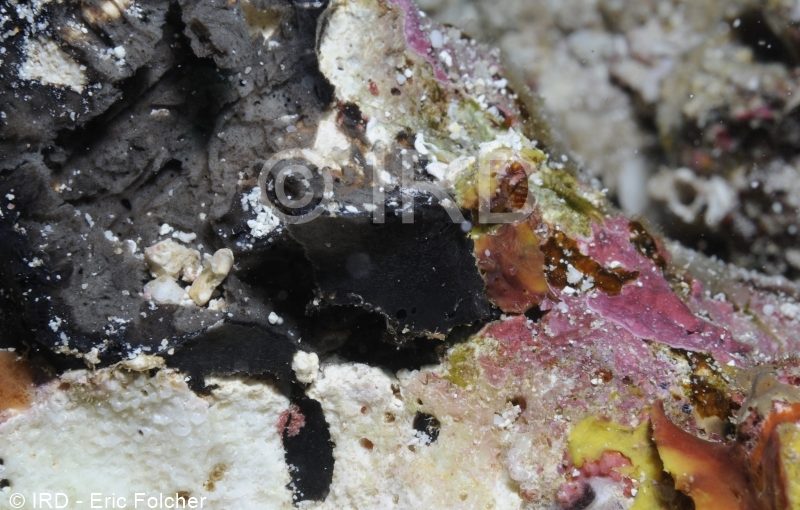 Halichondria sp - (4903) - Australes - Tubuai