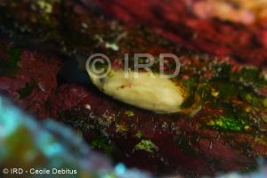 Halichondria sp - (4904) - Australes - Maria