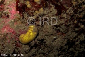 Halichondria sp - (4905) - Societe - Tahiti