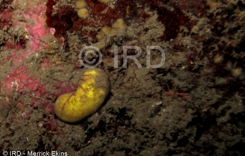 Halichondria sp - (4905) - Societe - Tahiti