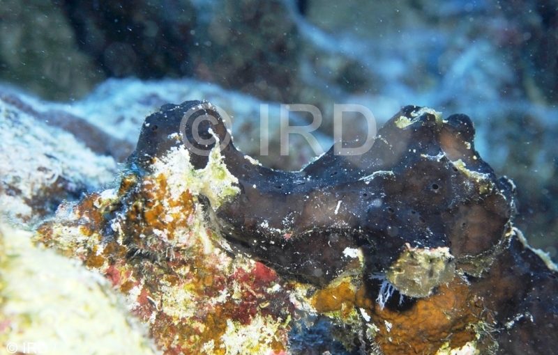 Haliclona Haliclona) sp - (0854) - Tuamotu - Hao