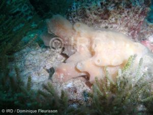 Haliclona (Haliclona) sp -(4468) - Tuamotu - Fakarava