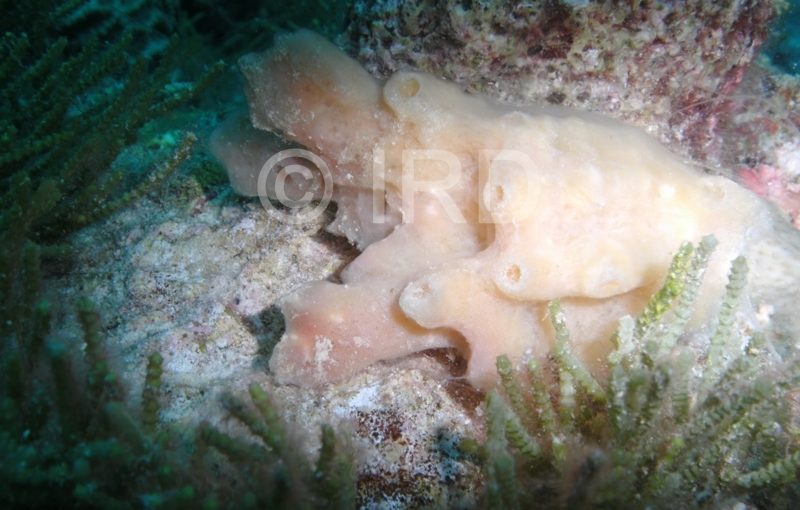 Haliclona (Haliclona) sp -(4468) - Tuamotu - Fakarava