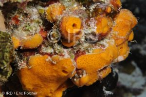 Haliclona-reniera sp - (2556) - Tuamotu - Tikehau