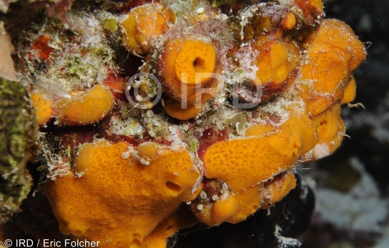 Haliclona-reniera sp - (2556) - Tuamotu - Tikehau