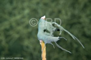 Haliclona (reniera) sp - (4900) - Australes - Rapa