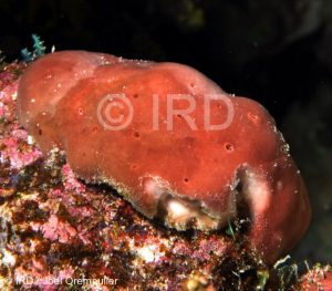 Haliclona sp - (2309) - Societe - Huahine