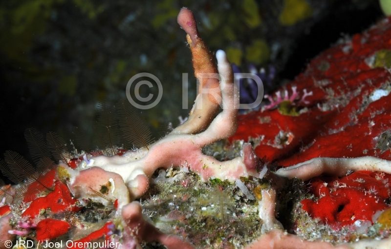 Haliclona sp - (4386) - Societe - Bora Bora