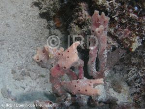 Haliclona sp - (4857) - Tuamotu - Fakarava